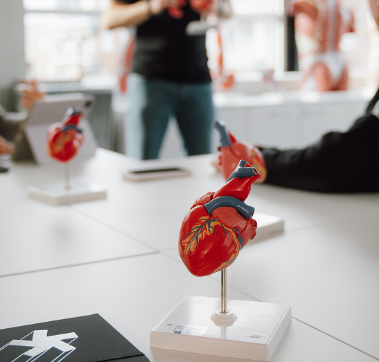 corazón laboratorio